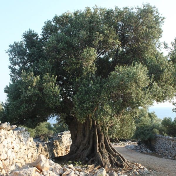 live-tree live-tree